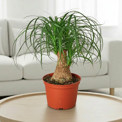 Palm Ponytail