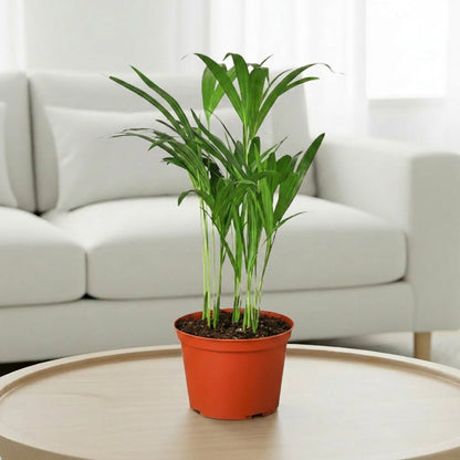 Areca Palm