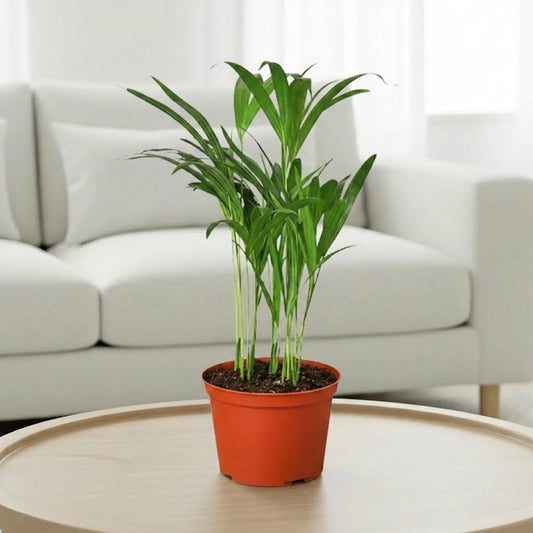 Areca Palm