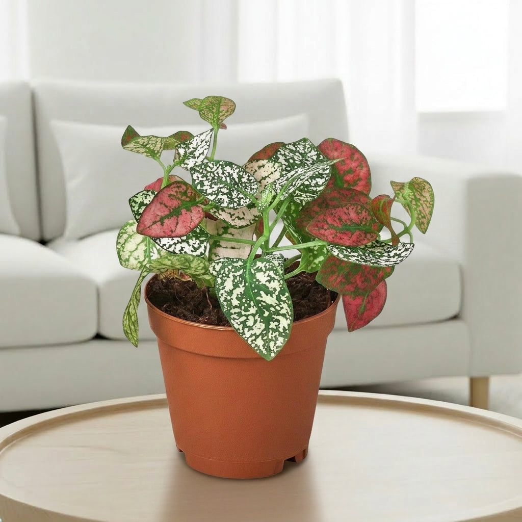 Hypoestes 'Polka Dot'