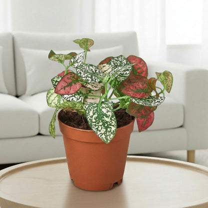 Hypoestes 'Polka Dot'