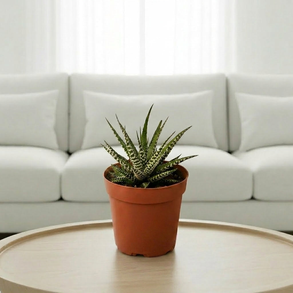 Zebra Succulent