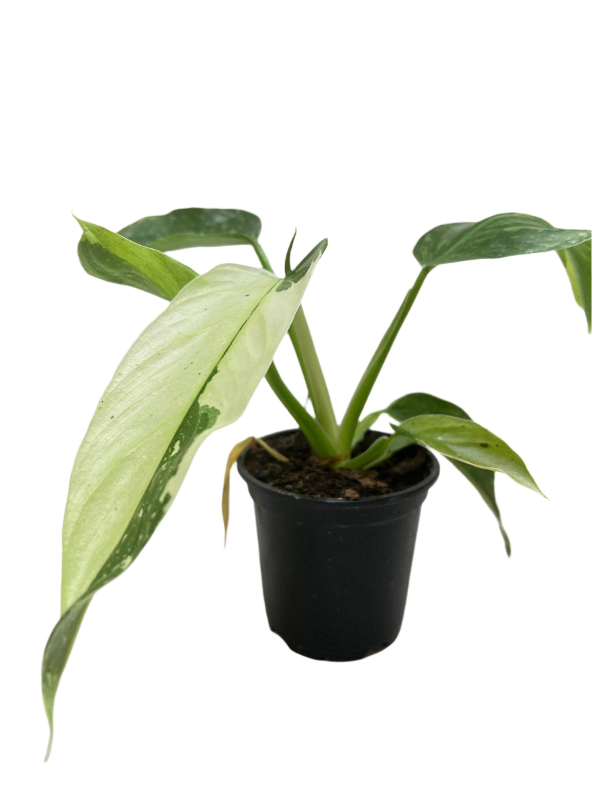 jose bueno philodendron Philodendron Jose Bueno – RootGrowings