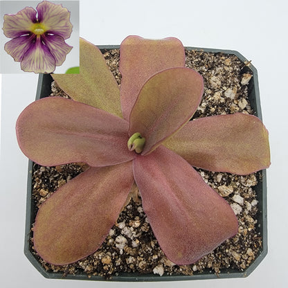 Butterwort Pinguicula 'Razzberry Blonde'