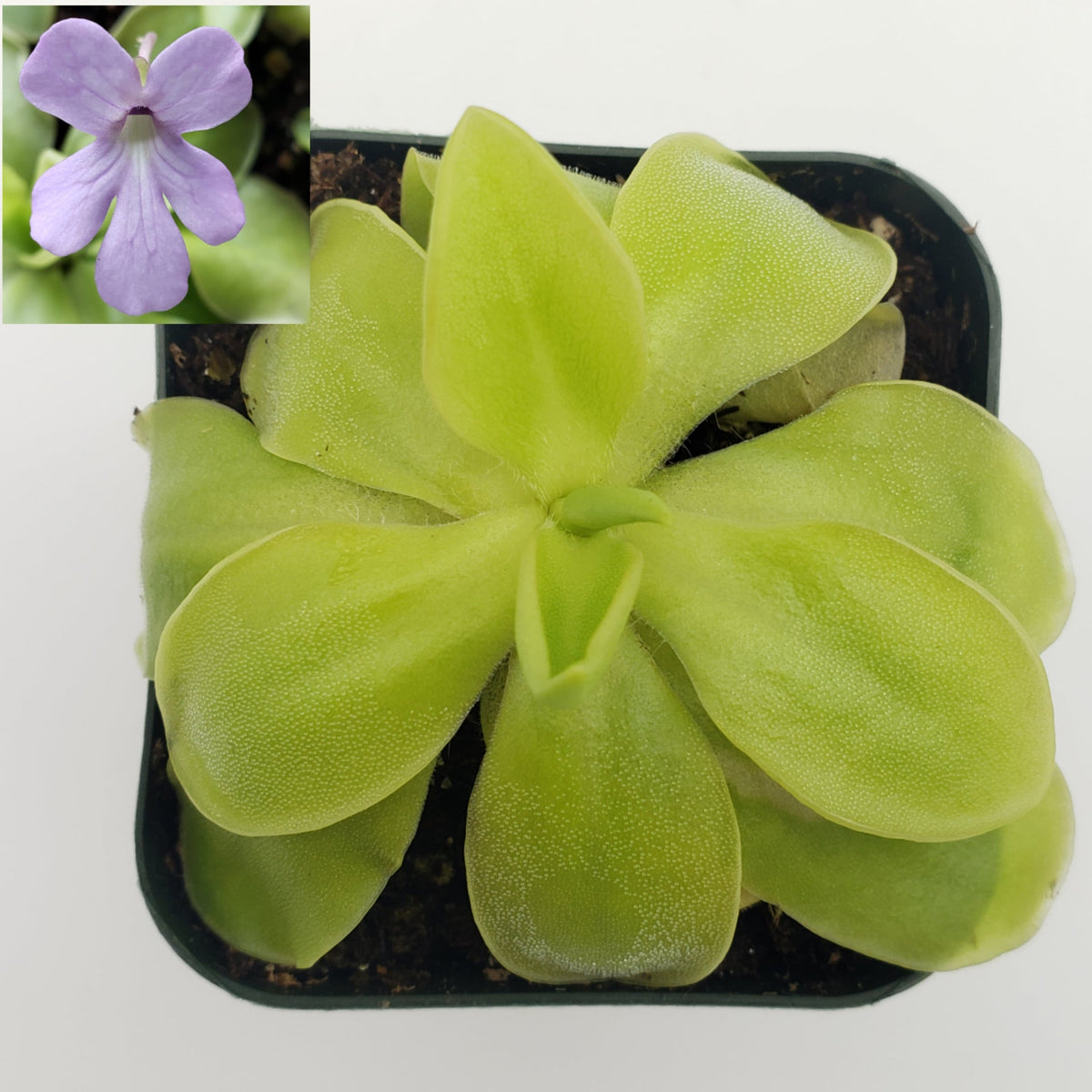 Butterworts Pinguicula moranensis var. alba x elizabethiae