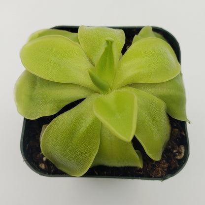 Butterworts Pinguicula moranensis var. alba x elizabethiae