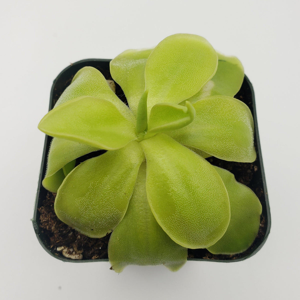 Butterworts Pinguicula moranensis var. alba x elizabethiae
