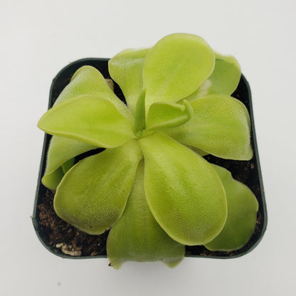 Butterworts Pinguicula moranensis var. alba x elizabethiae