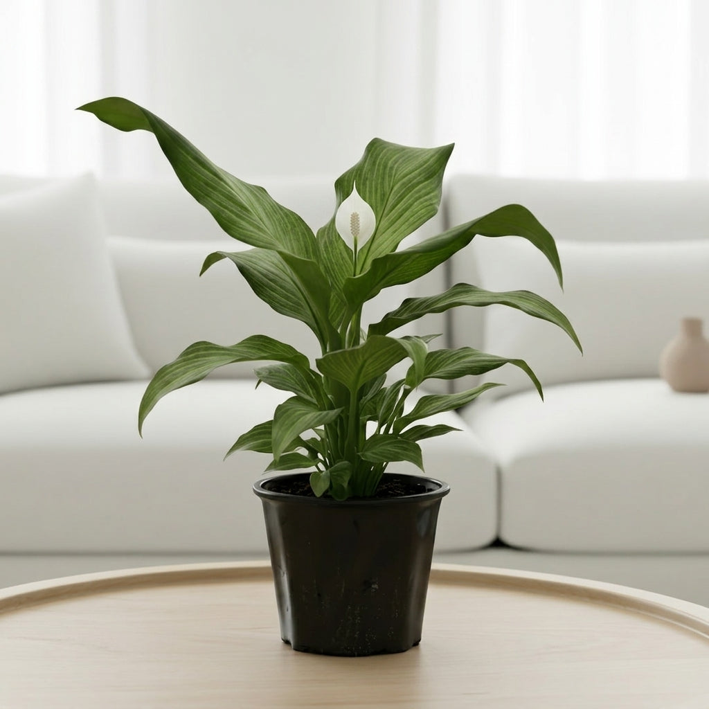 Peace Lily 'Platinum Mist'