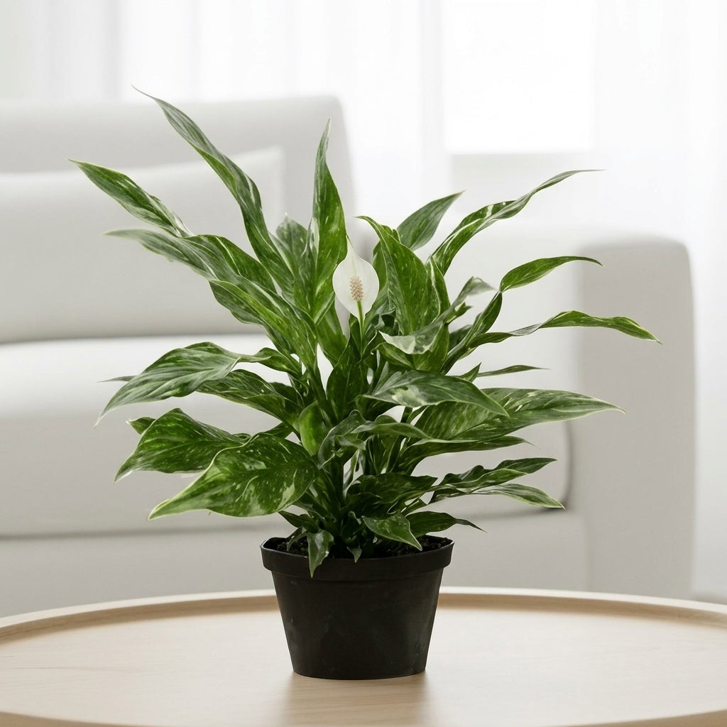 Peace Lily 'Domino'