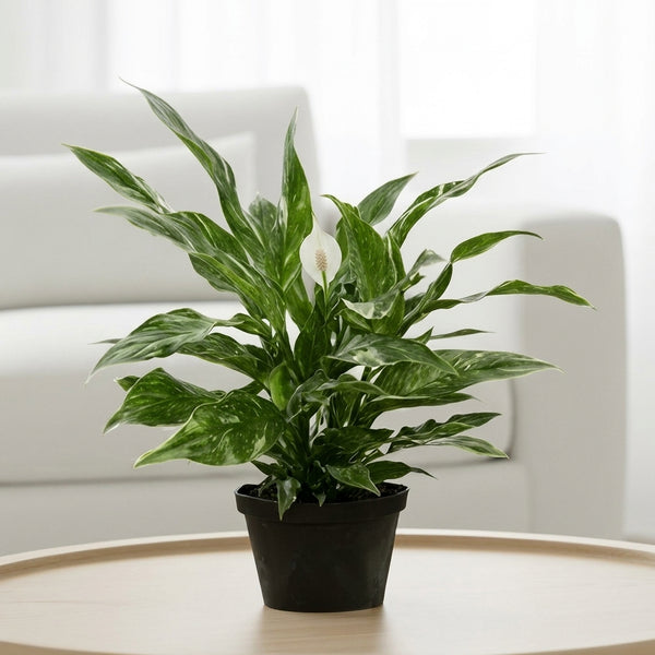 Peace Lily Domino