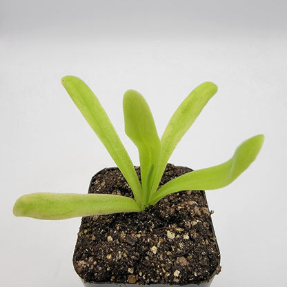 Butterwort Pinguicula 'Apasionada'