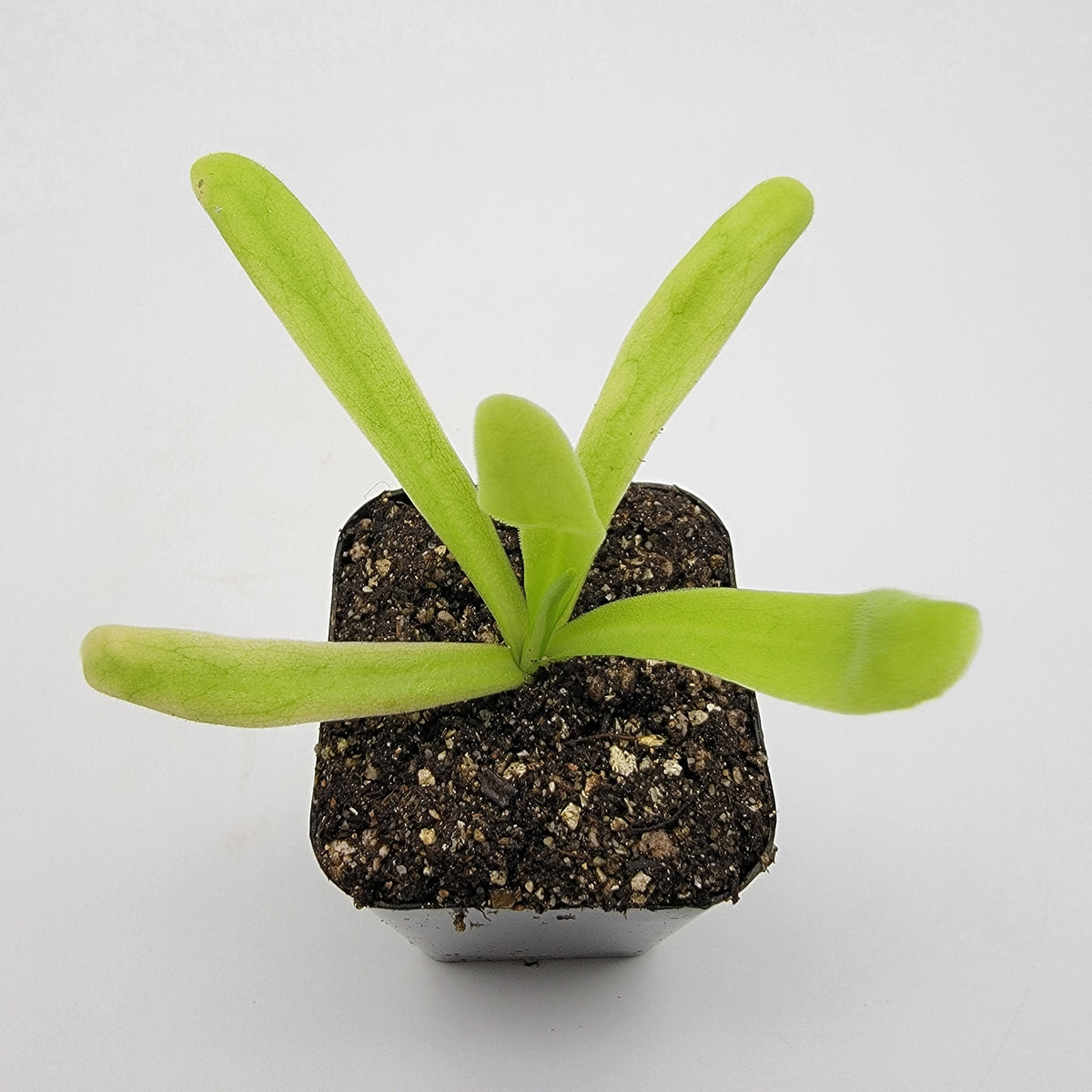 Butterwort Pinguicula 'Apasionada'