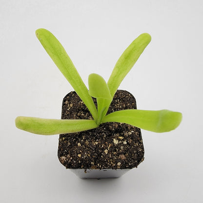 Butterwort Pinguicula 'Apasionada'