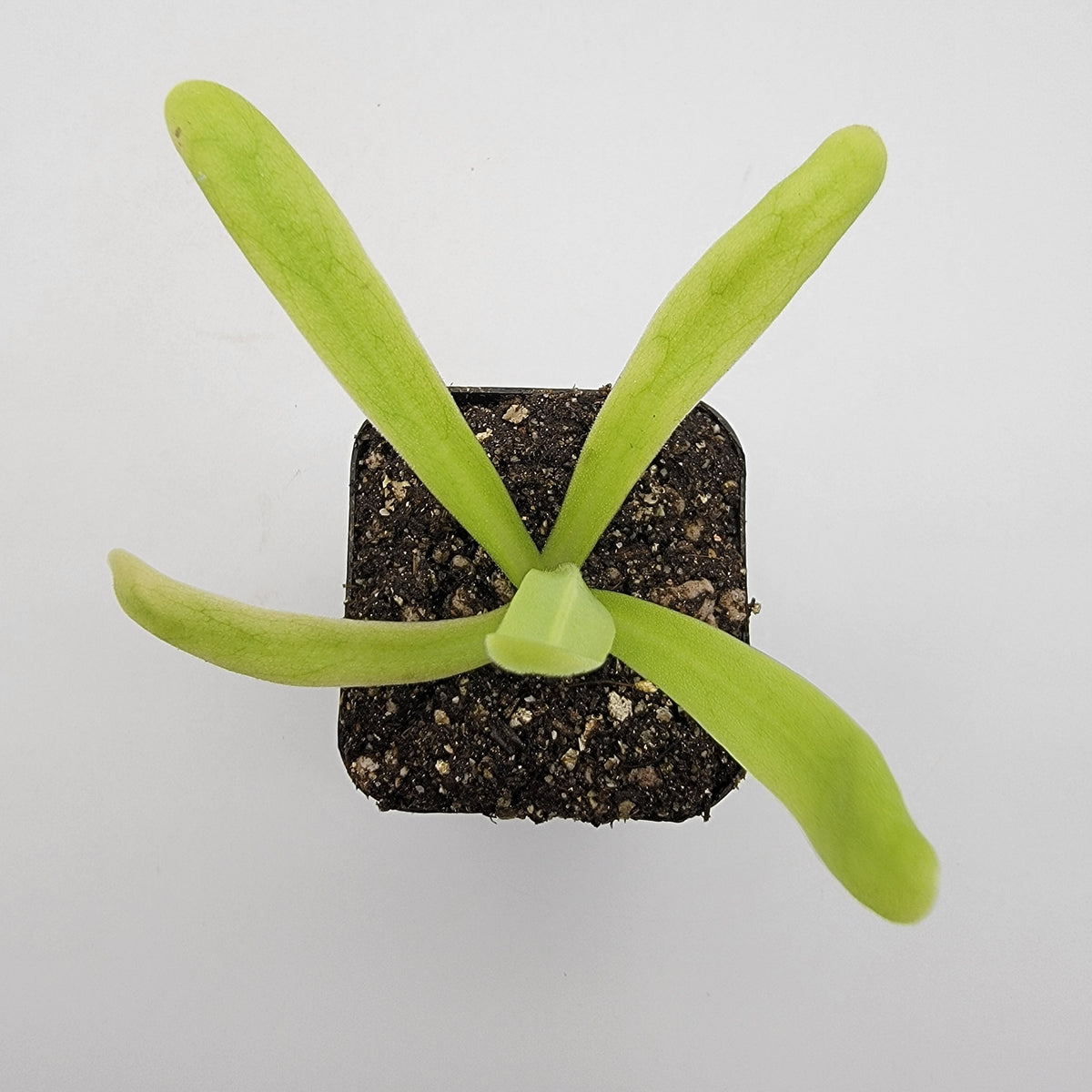 Butterwort Pinguicula 'Apasionada'