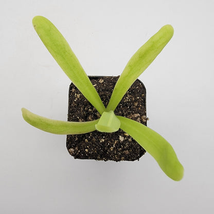 Butterwort Pinguicula 'Apasionada'