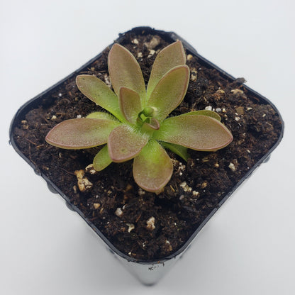 Butterworts Pinguicula cv. 'BCP Crystal'