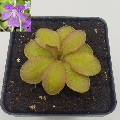 Butterwort Pinguicula emarginata {red coloured and big rosette} x elizabethiae