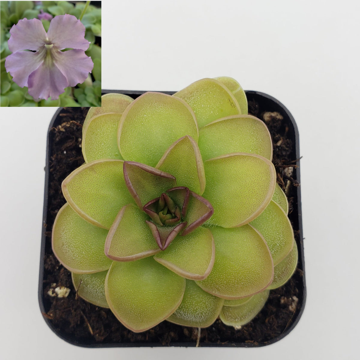 Butterwort Pinguicula 'Hanka'