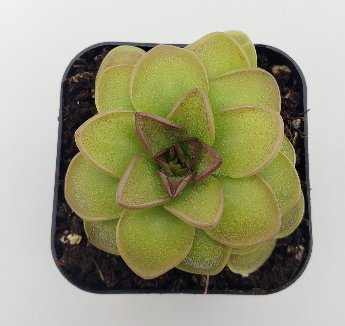 Butterwort Pinguicula 'Hanka'