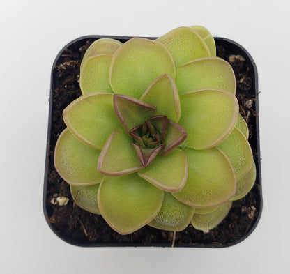 Butterwort Pinguicula 'Hanka'