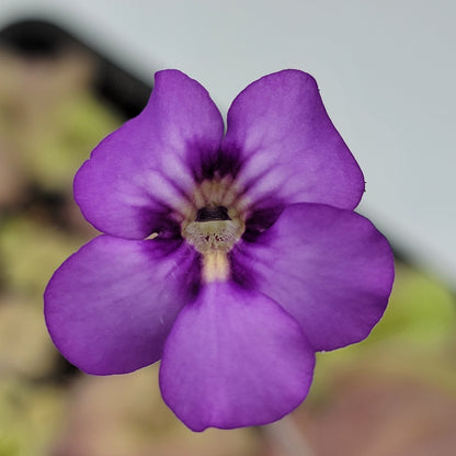 Butterwort Pinguicula "Jellyfish"