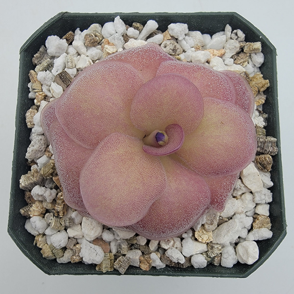 Butterwort Pinguicula "Jellyfish"