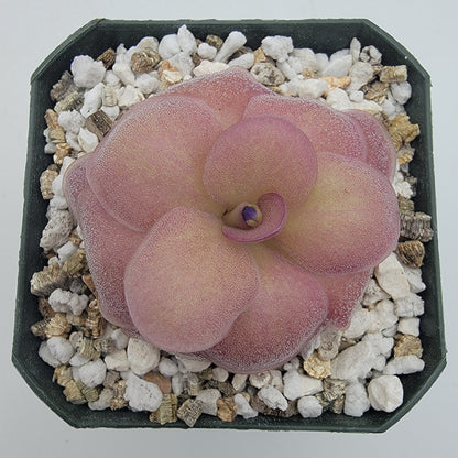 Butterwort Pinguicula "Jellyfish"