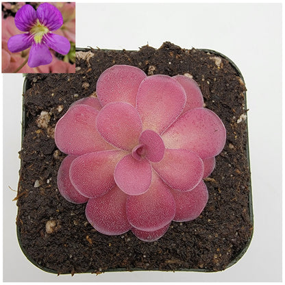 Butterwort Pinguicula 'Johanna'