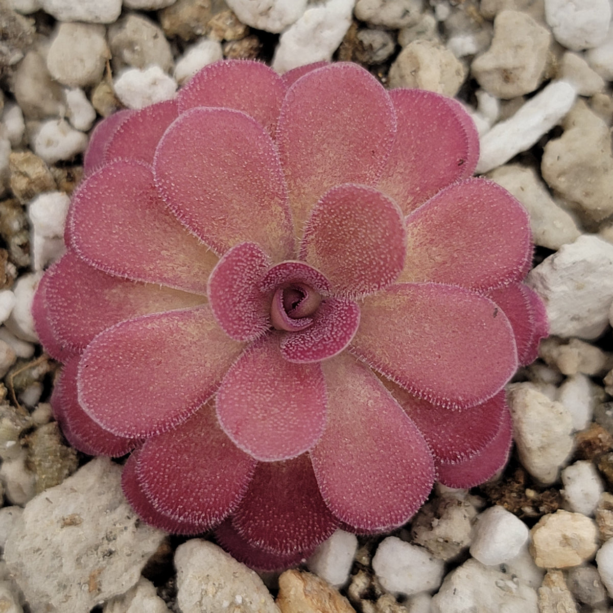 Butterwort Pinguicula 'Johanna'
