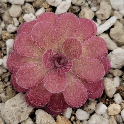Butterwort Pinguicula 'Johanna'