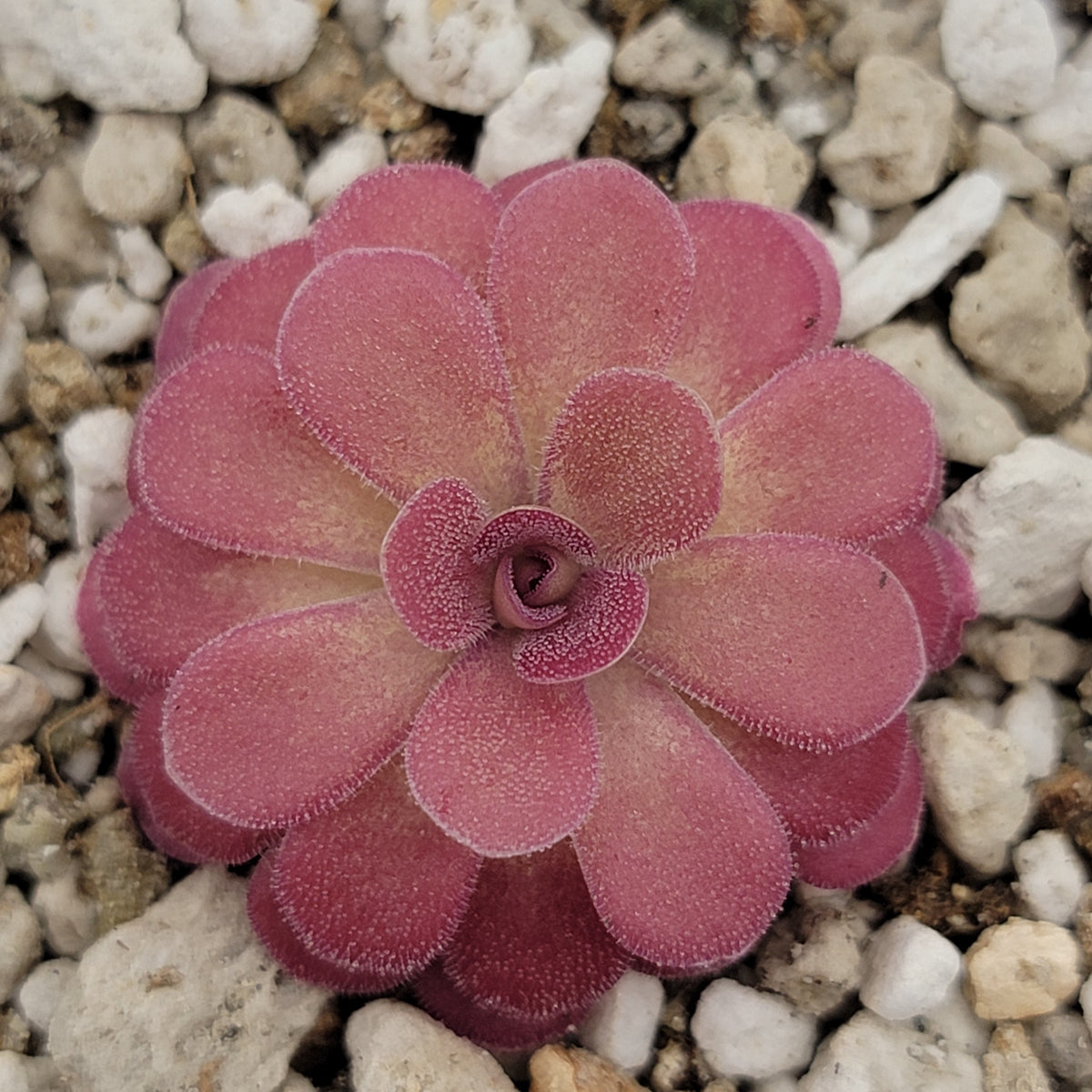 Butterwort Pinguicula 'Johanna'