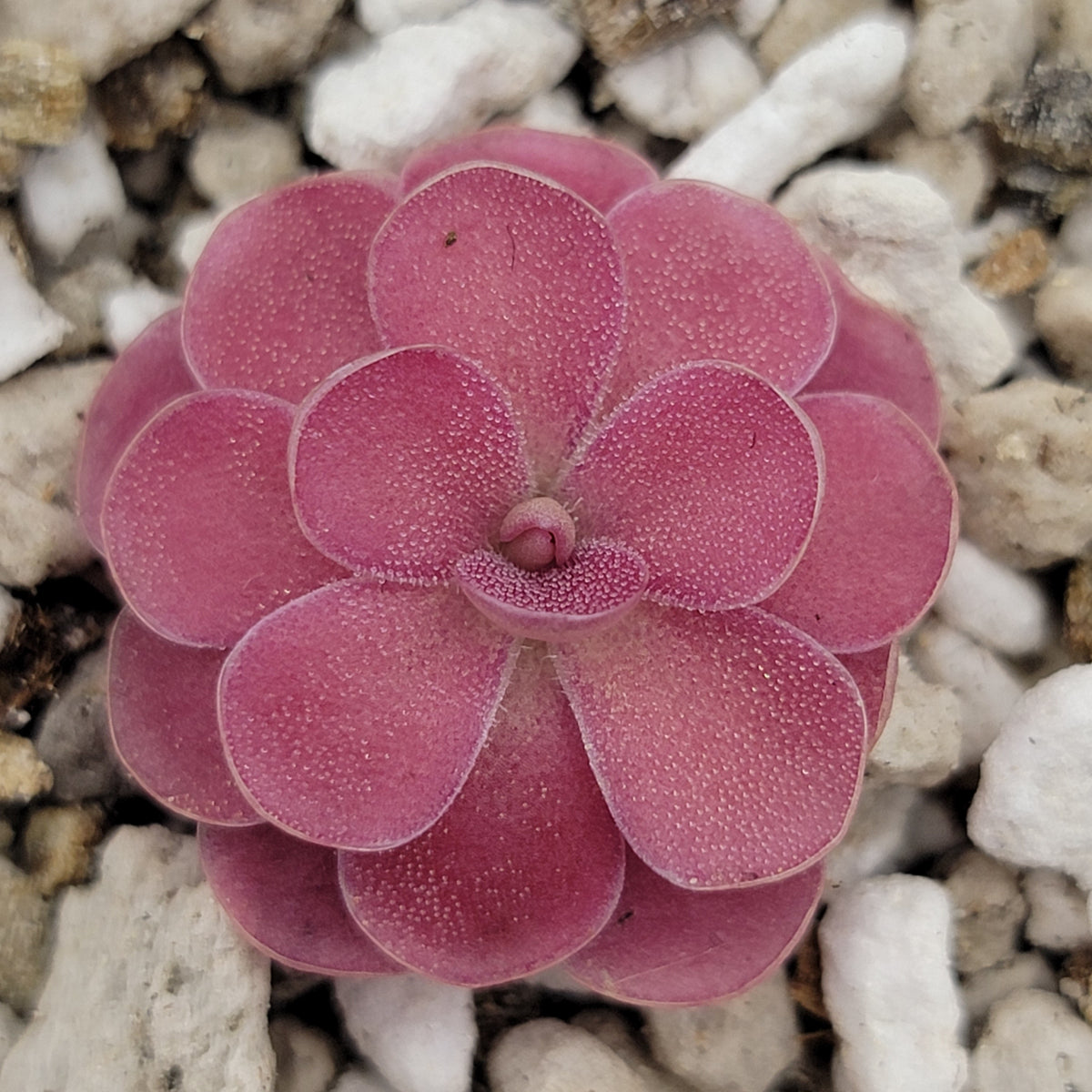 Butterwort Pinguicula 'Johanna'
