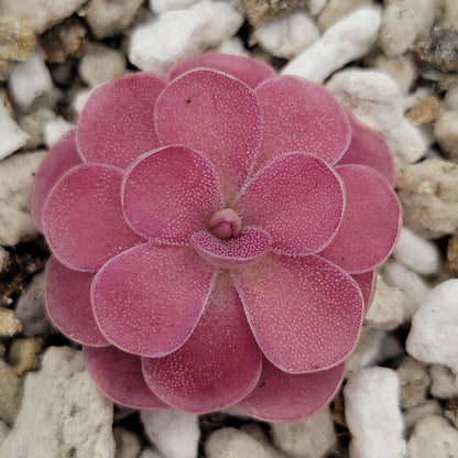 Butterwort Pinguicula 'Johanna'