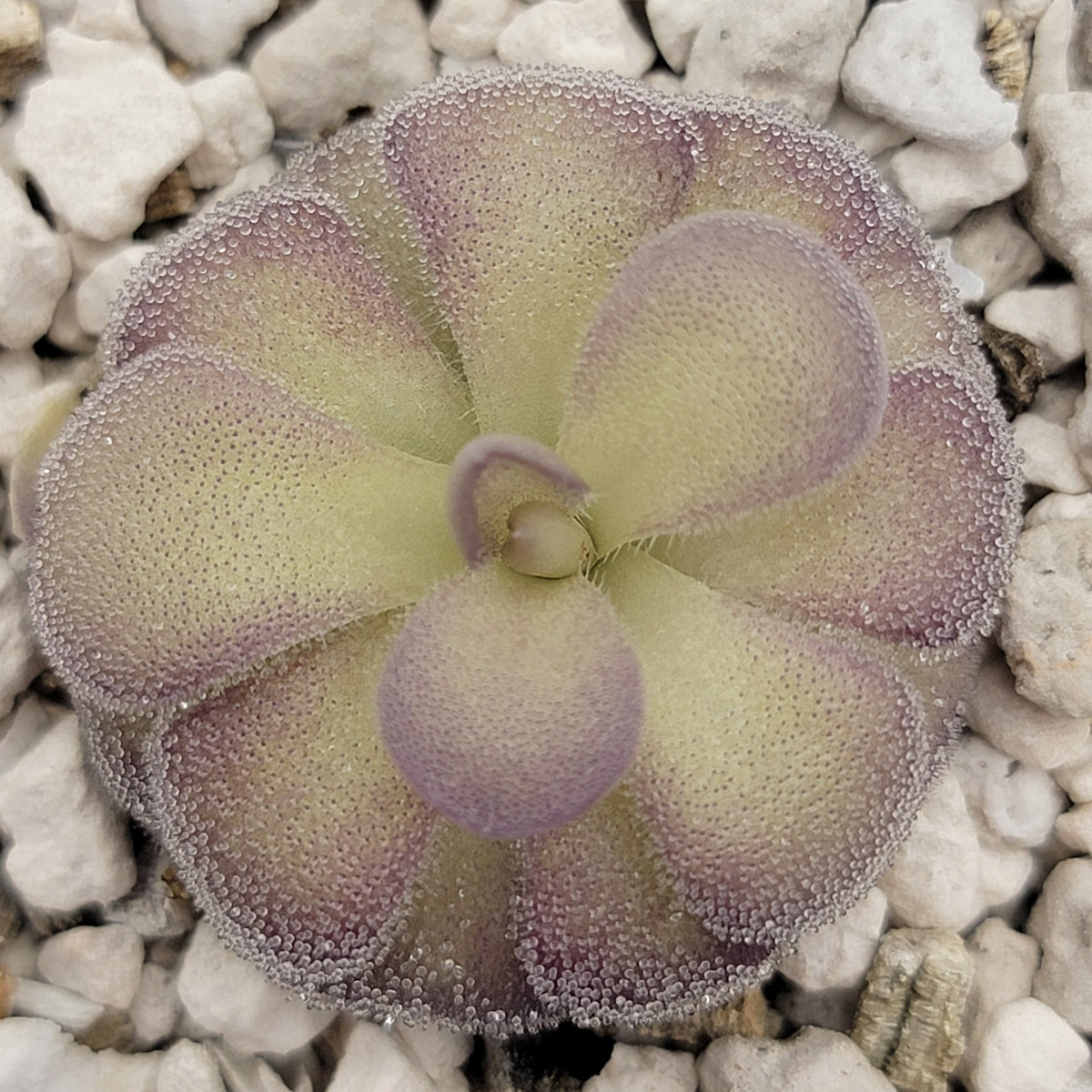 Butterworts Pinguicula "Penny"