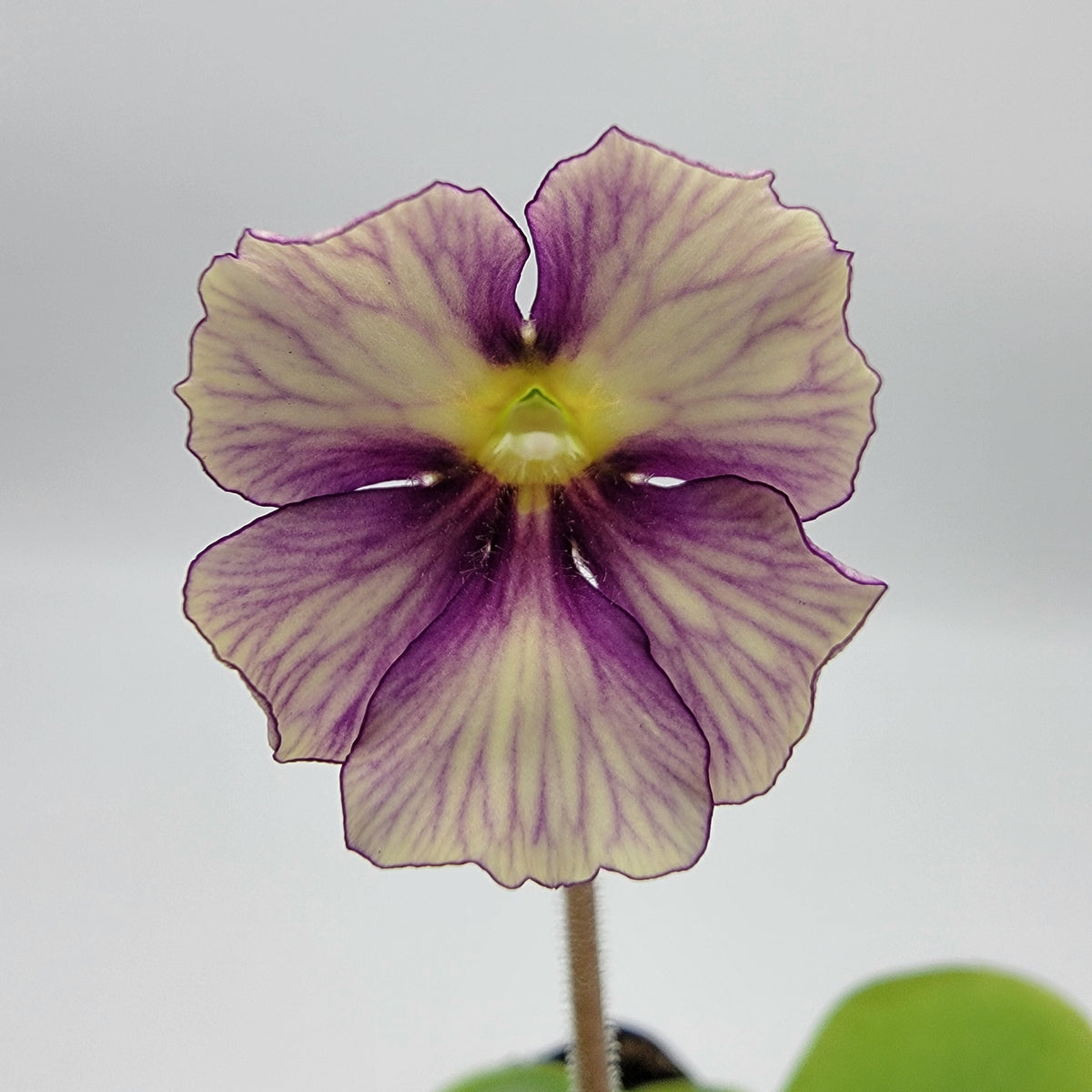 Butterwort Pinguicula 'Razzberry Blonde'