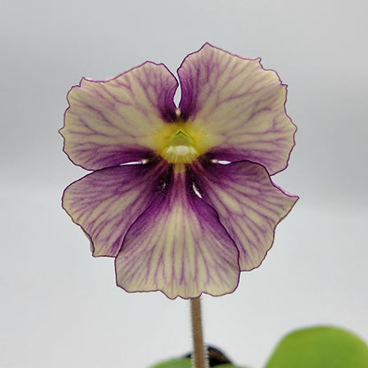 Butterwort Pinguicula 'Razzberry Blonde'