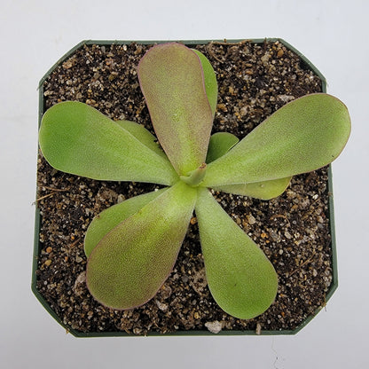 Butterwort Pinguicula 'Razzberry Blonde'