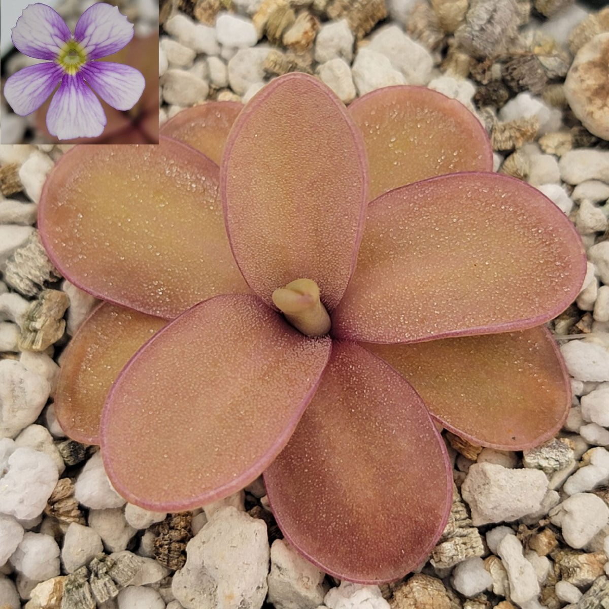 Butterwort Pinguicula 'Riva'