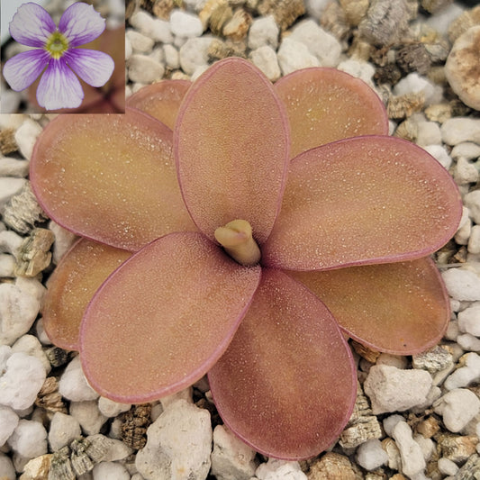 Butterwort Pinguicula 'Riva'