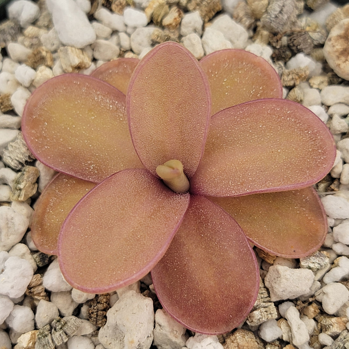 Butterwort Pinguicula 'Riva'