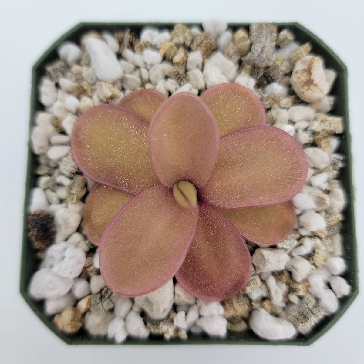 Butterwort Pinguicula 'Riva'