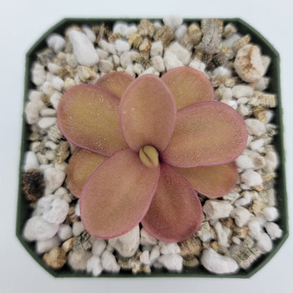 Butterwort Pinguicula 'Riva'