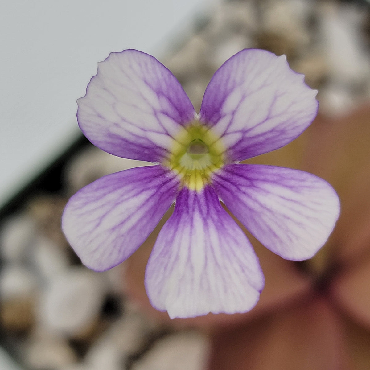 Butterwort Pinguicula 'Riva'