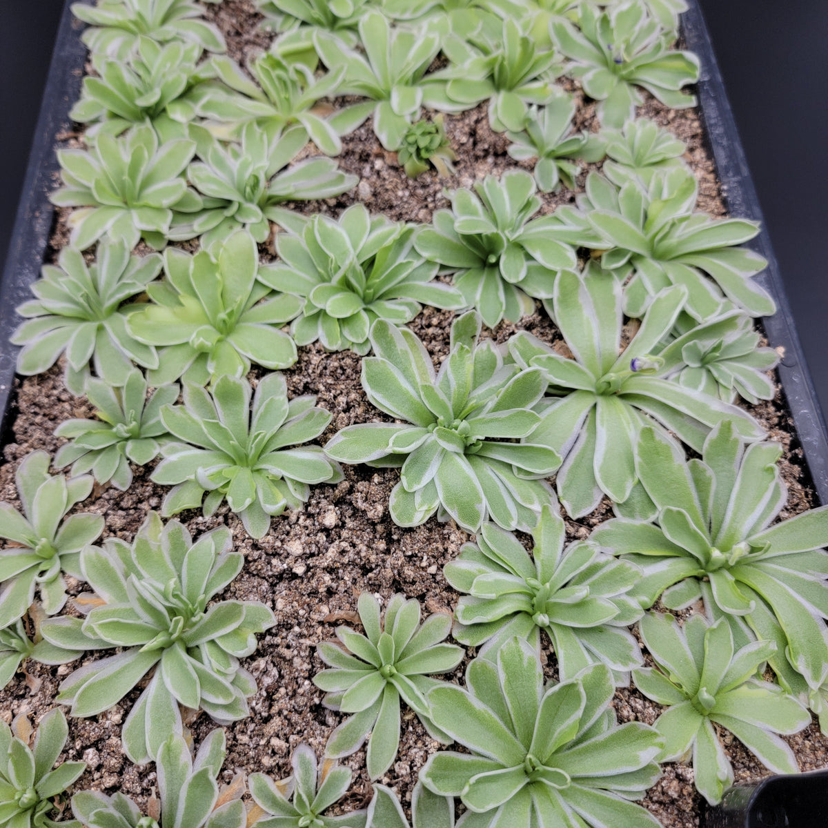 Butterwort Pinguicula "Snow Queen"