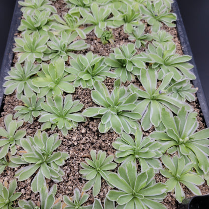 Butterwort Pinguicula "Snow Queen"
