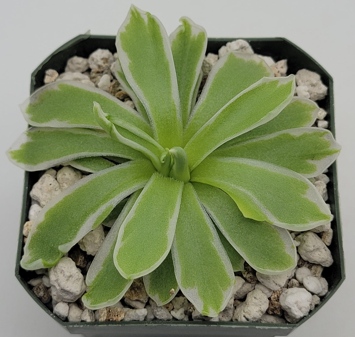 Butterwort Pinguicula "Snow Queen"