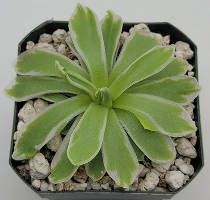 Butterwort Pinguicula "Snow Queen"