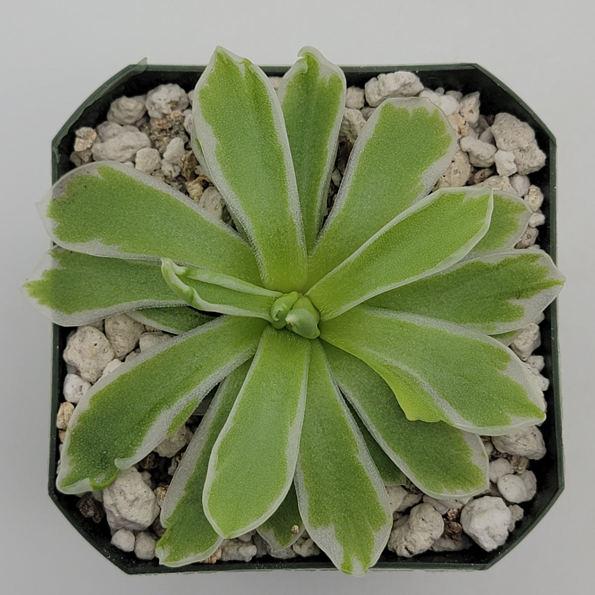 Butterwort Pinguicula "Snow Queen"