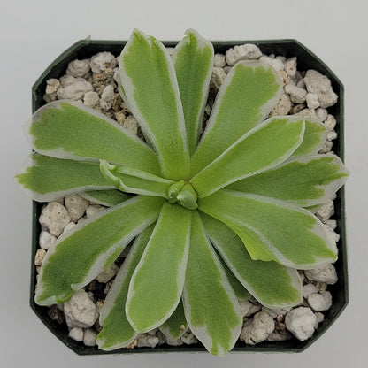 Butterwort Pinguicula "Snow Queen"
